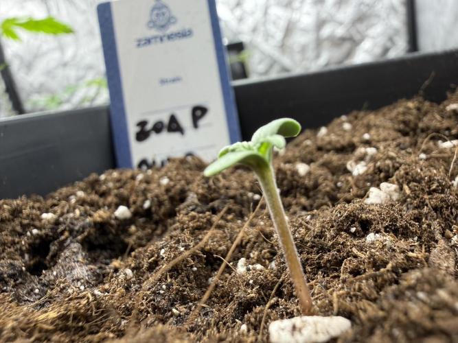 zoap auto🫧. Week 0