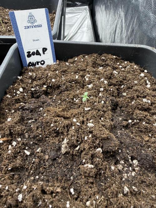 zoap auto🫧. Week 0