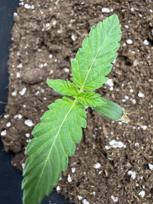 Original OREOZ®️. Week 1