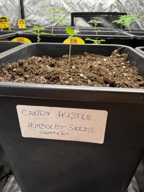 Candy hustle🍬. Week 1