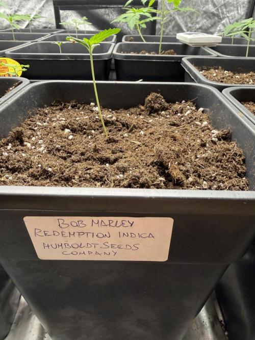 🇯🇲Bob Marley redemption indica🇯🇲. Week 1