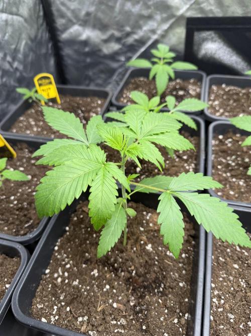 Pink guava F1 Fast Version💨. Week 2 - Plant 1