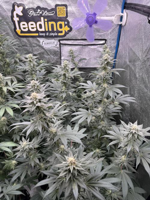 BackpackboyzXBarney’s bubblegum gelato🍧. Week 4
