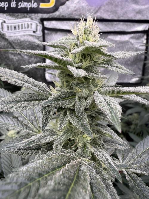 BackpackboyzXBarney’s bubblegum gelato🍧. Week 4