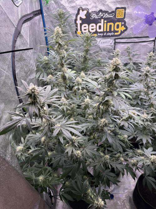 Super boof barney’s farm🍒. Week 4