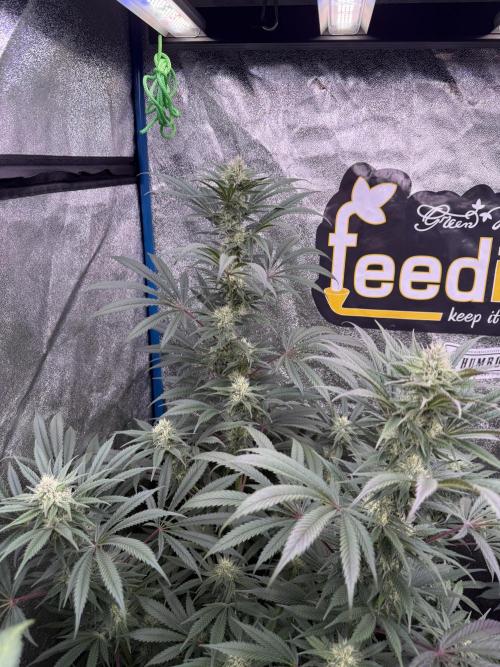 Super boof barney’s farm🍒. Week 4