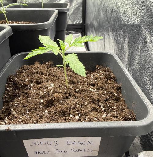 Sirius Black🧙‍♂️. Week 1