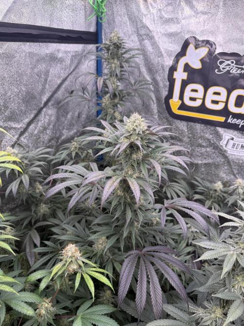 Super boof barney’s farm🍒. Week 5 - Superboof 1
