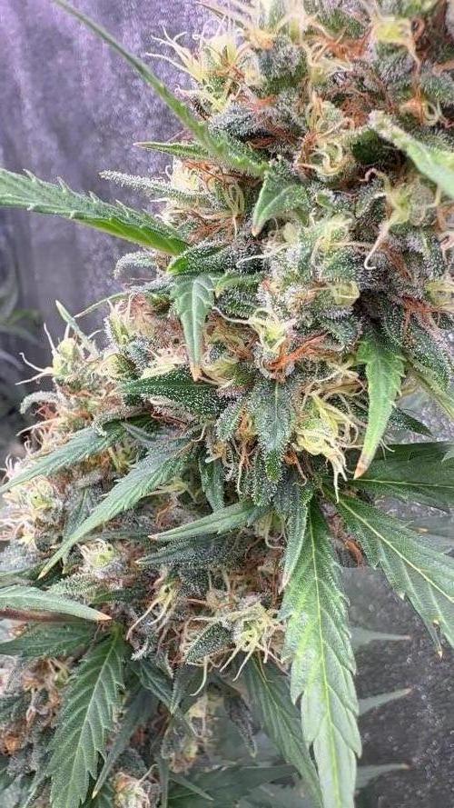 Lemon haze auto 🍋