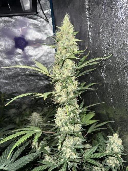 Lemon haze auto 🍋. Week 8
