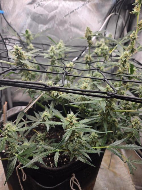CLOUDLAB 422, Advance Grow Tent 2x2. Week 10
