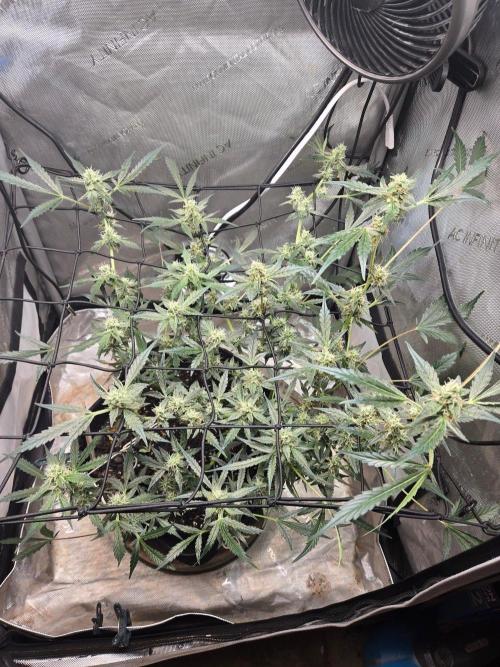 Gorilla Girl. Week 10