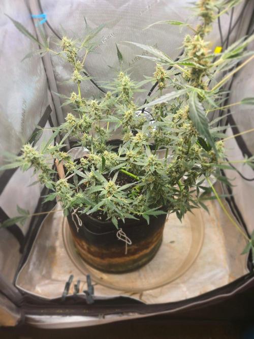 Gorilla Girl. Week 11