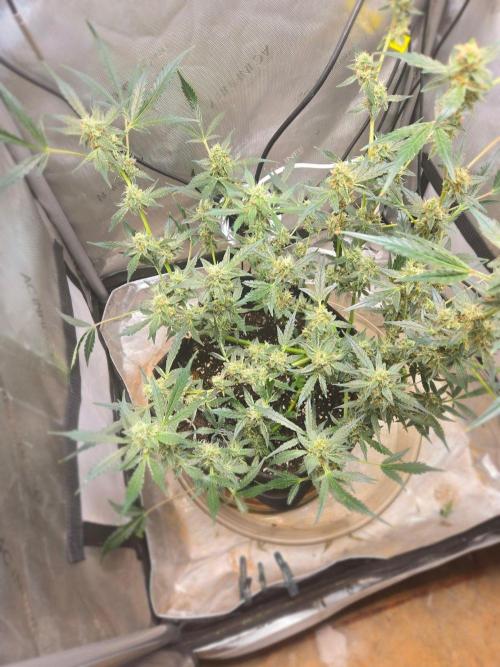 Gorilla Girl. Week 11