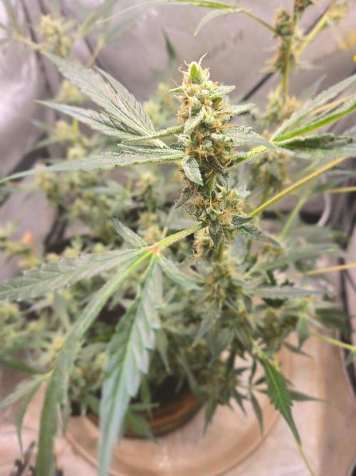 CLOUDLAB 422, Advance Grow Tent 2x2. Week 11