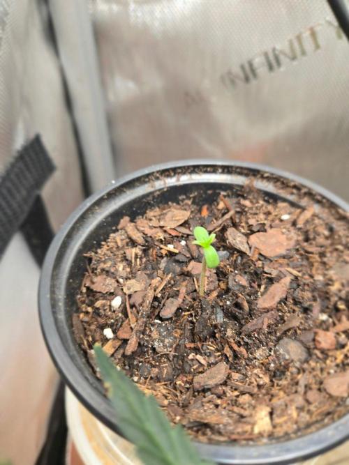 Strawberry Gorilla Auto. Week 0