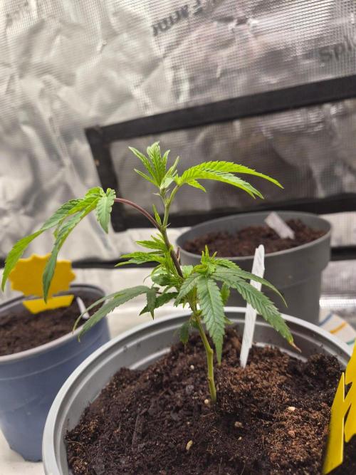 Master Series 4×2 Grow Tent (120×60×180 cm). Week 3