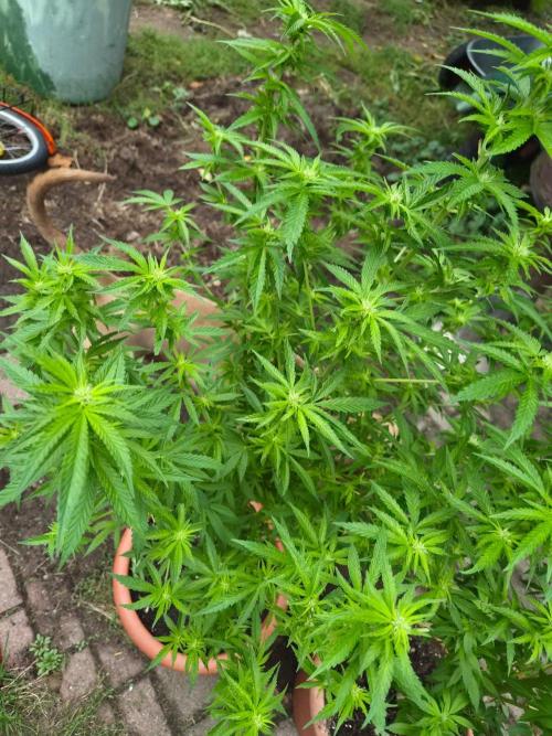 Outdoor die Erste. Week 3