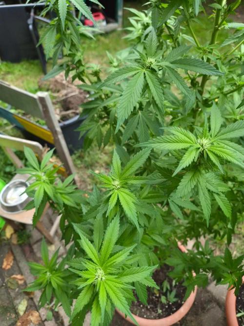Outdoor die Erste. Week 3