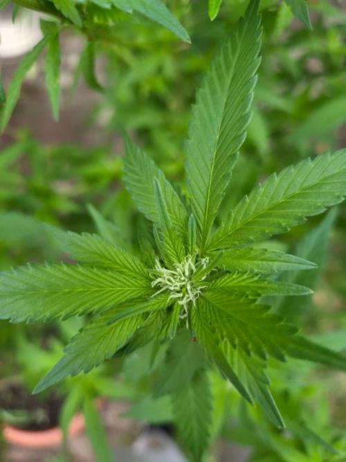 Outdoor die Erste. Week 3