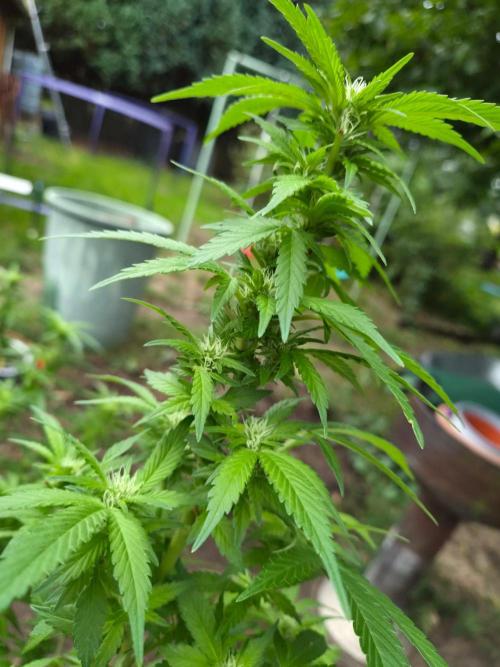 Outdoor die Erste. Week 3