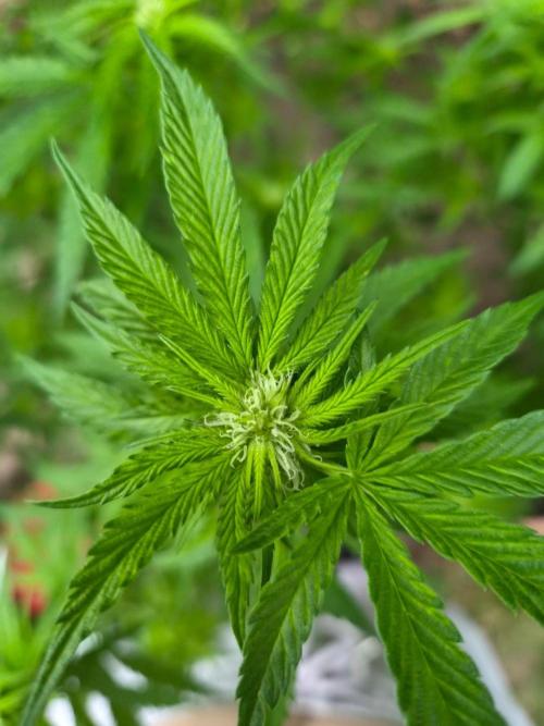 Outdoor die Erste. Week 3