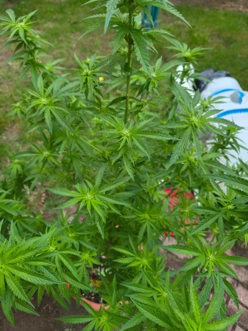 Outdoor die Erste. Week 3