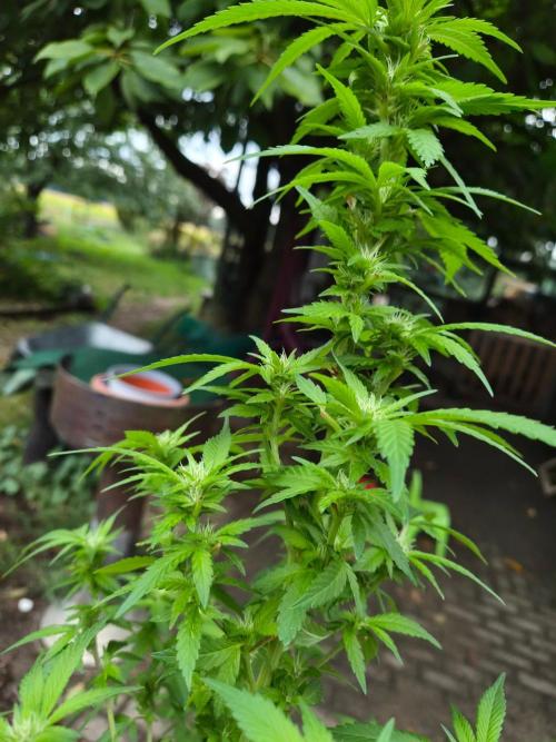 Outdoor die Erste. Week 3
