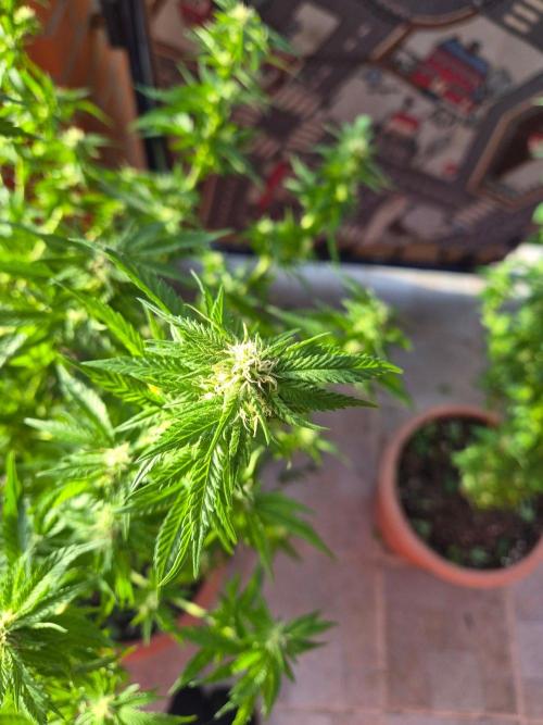 Outdoor die Erste. Week 4