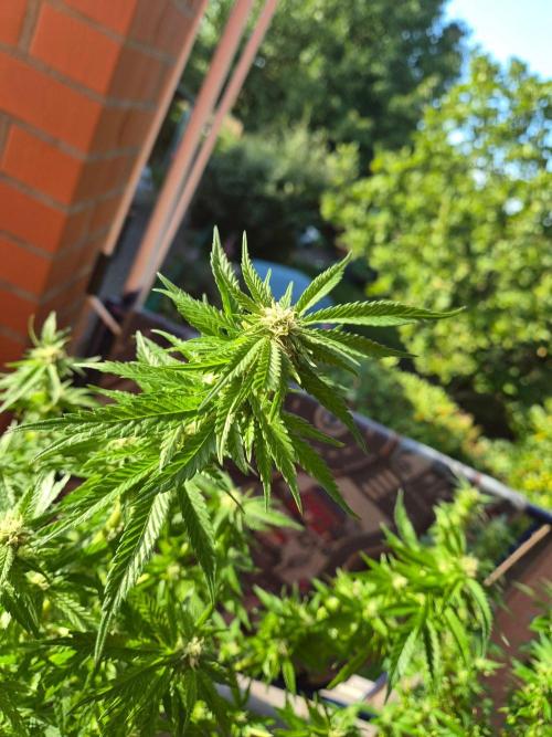 Outdoor die Erste. Week 4