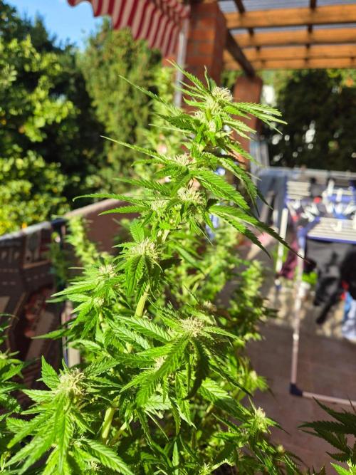 Outdoor die Erste. Week 4