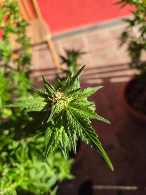Outdoor die Erste. Week 4