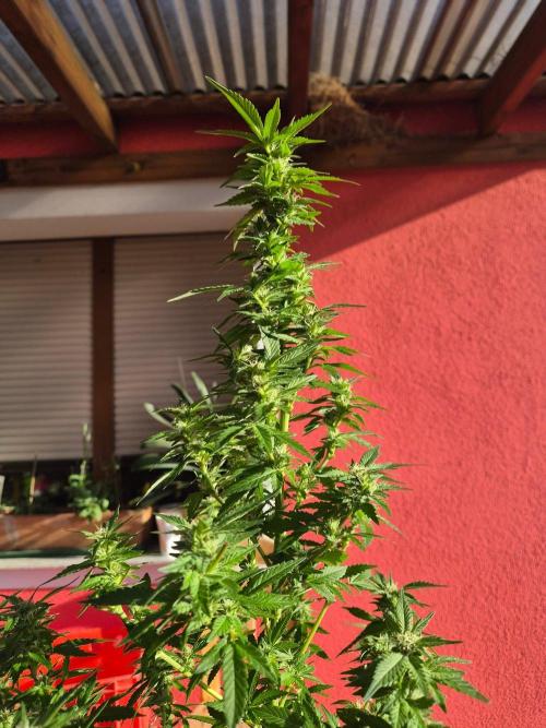 Outdoor die Erste. Week 4