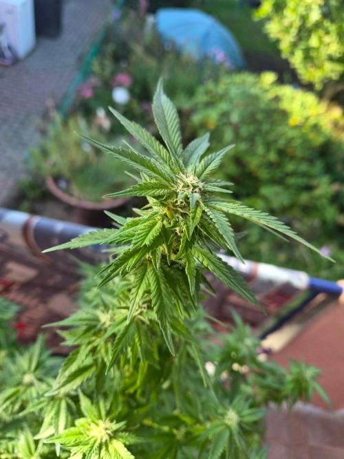 Outdoor die Erste. Week 4
