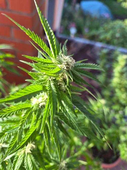 Outdoor die Erste. Week 4