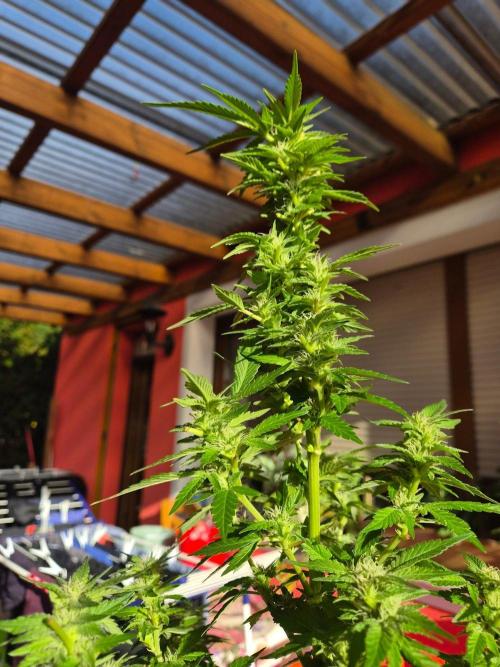 Outdoor die Erste. Week 4