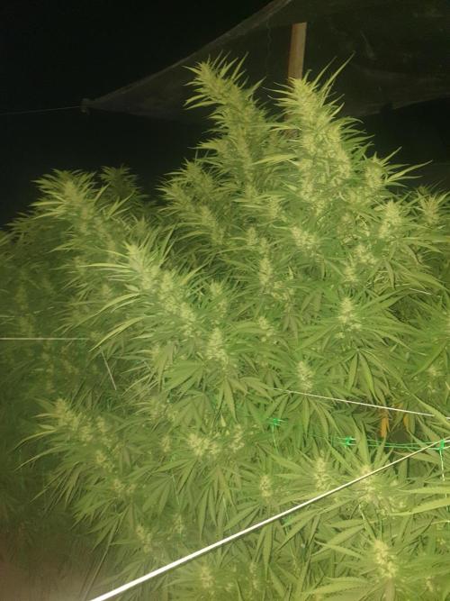 jhona. Week 18 - banana 🍌 Kush 