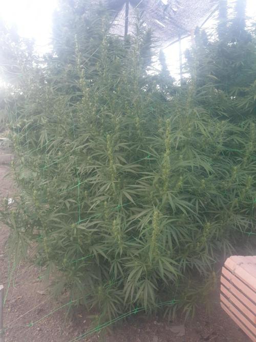Blue Amnesia Haze. Week 3