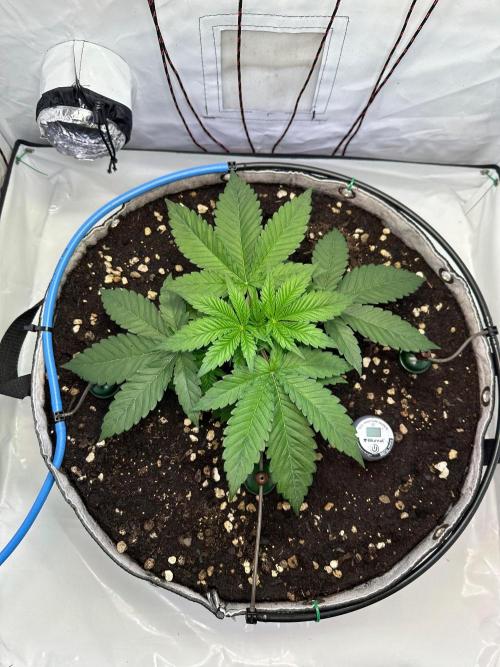Super Boof. Week 3