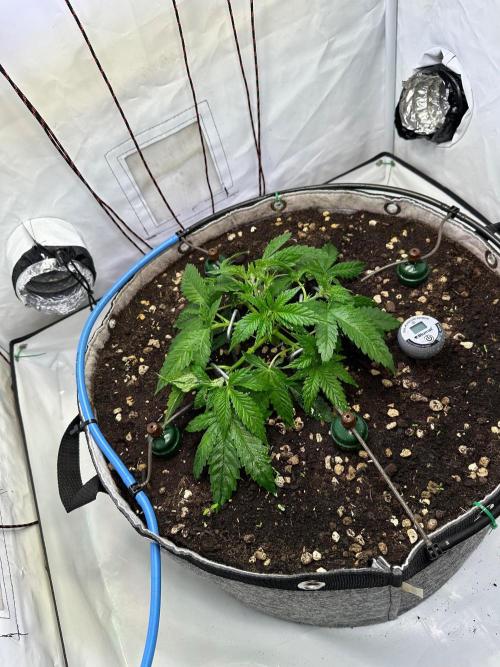 Super boof von Barneys Farm. Week 4