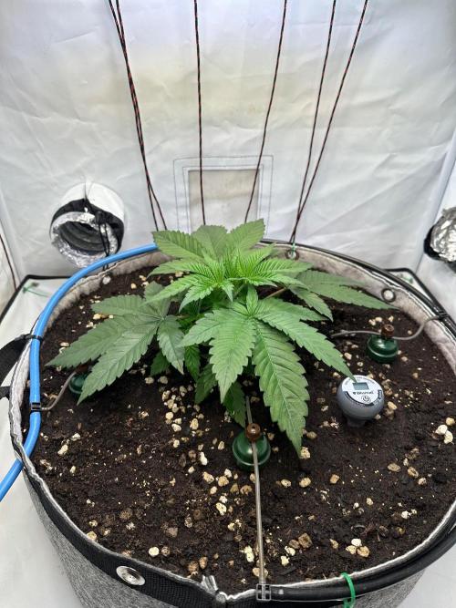 Super boof von Barneys Farm. Week 3