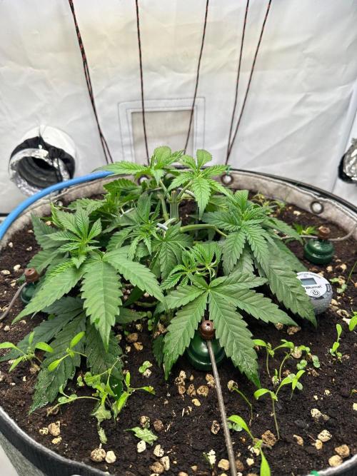 Super boof von Barneys Farm. Week 4 - 4 Tage später. Wachstum geht voran 