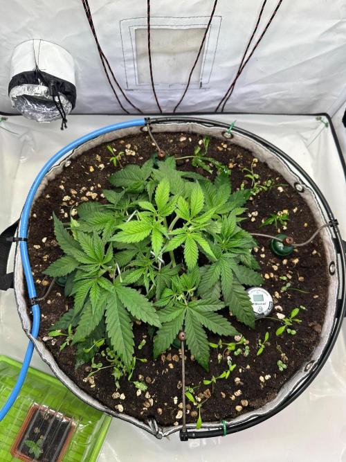 Super boof von Barneys Farm. Week 4