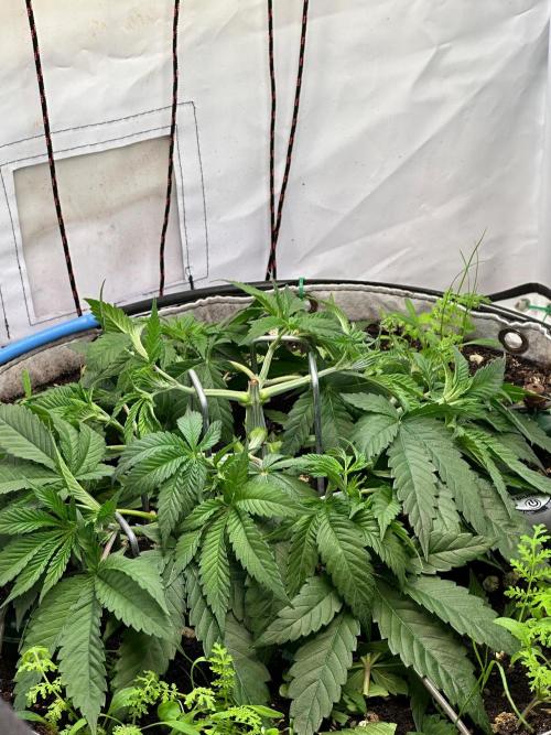 Super boof von Barneys Farm. Week 5