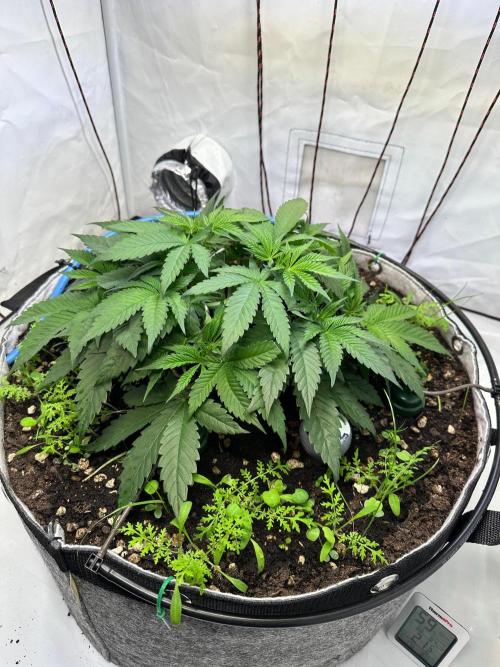 Super boof von Barneys Farm. Week 5
