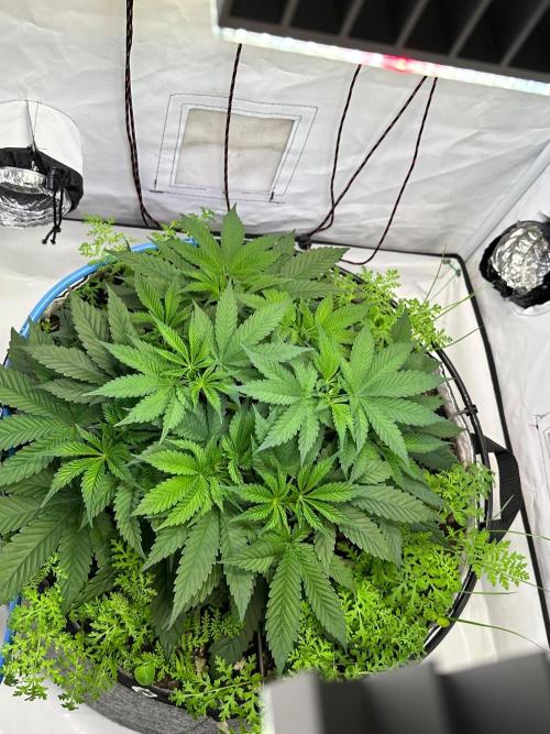 Super boof von Barneys Farm. Week 5