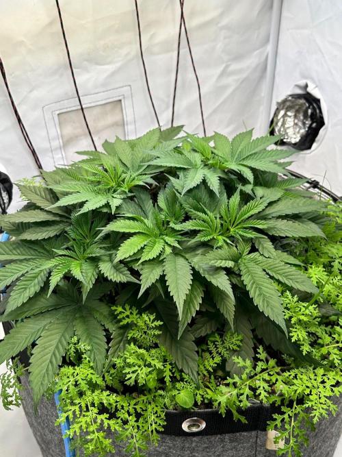 Super boof von Barneys Farm. Week 5 - Stabiles gesundes Wachstum 
