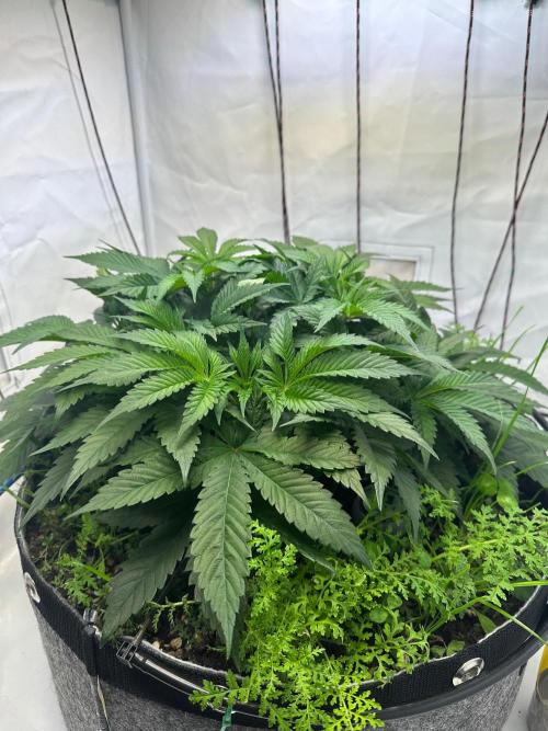 Super boof von Barneys Farm. Week 6