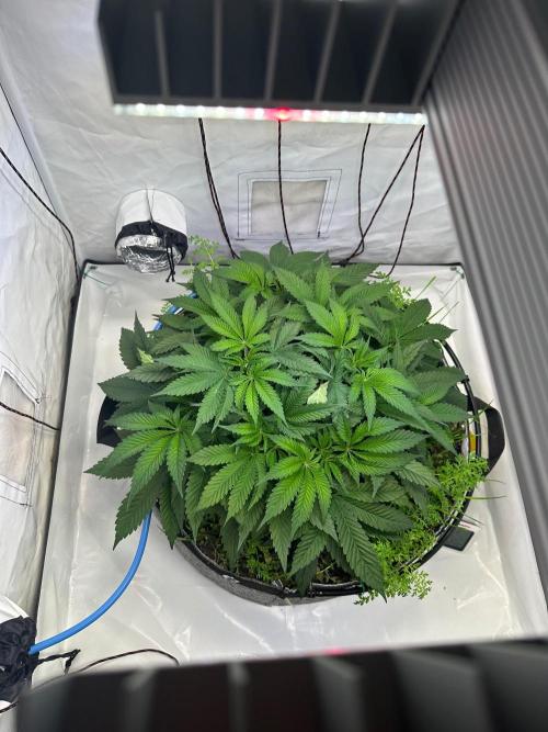 Super boof von Barneys Farm. Week 6