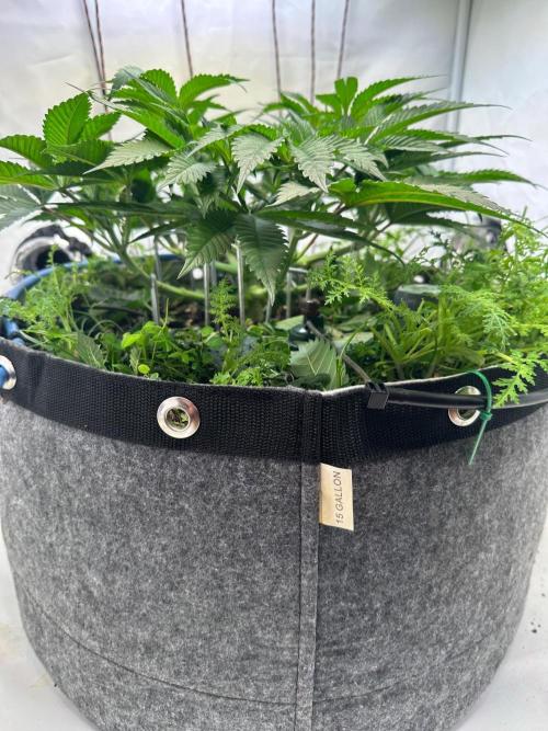 Super boof von Barneys Farm. Week 6 - Ein kleiner Haarschnitt bevor es in ein paar Tagen in die Blüte geht 
